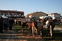 In prà della Antica Fiera di Arsego (12)